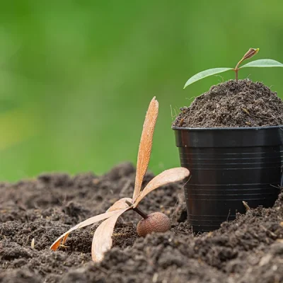 Land Preparation