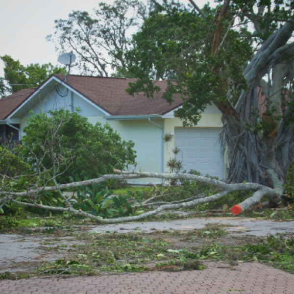 Storm_Tree_Damage-01-1200x720