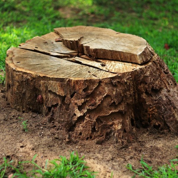 Tree stump in the forest