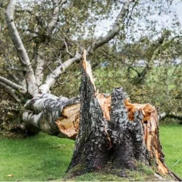 storm-damaged-tree-no-bracing