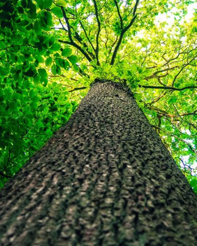 tree care